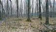Klebenow's Sugarbush