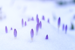 Spring Preparations for your Home and Business