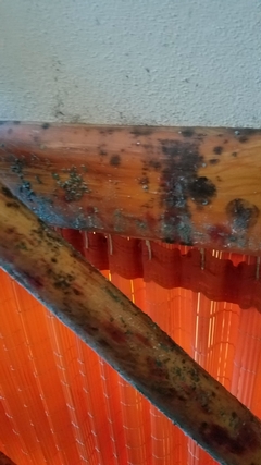 Mold Removal in Wausau, WI: Why You Shouldn't DIY