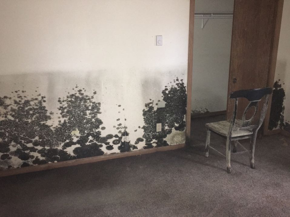 mold remediation in Wausau, WI