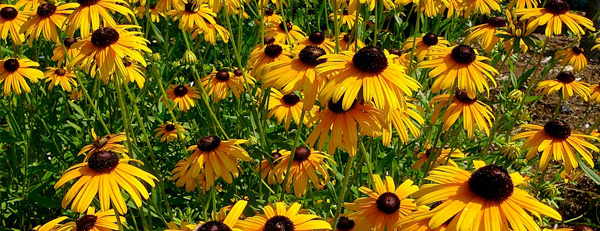 perennial flowers in Wausau WI