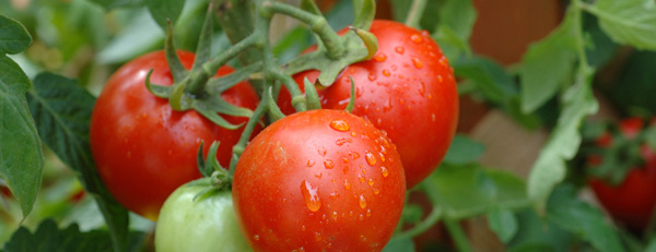 vegetable gardens in Wausau WI