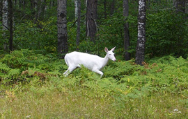 wildlife habitat services in Rhinelander, WI and Wausau, WI