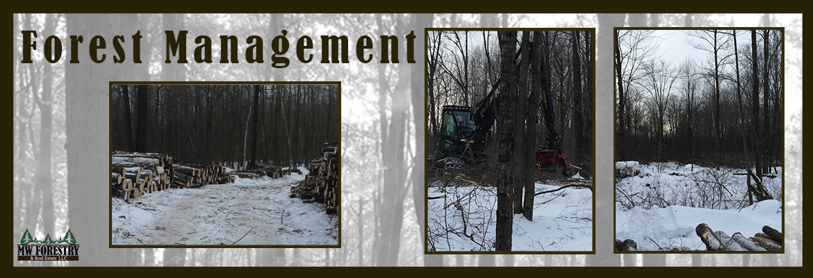 forestry management in Rhinelander, WI and Wausau, WI