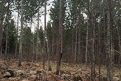 forestry management in Rhinelander, WI and Wausau, WI