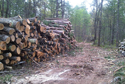 forestry management in Rhinelander, WI and Wausau, WI