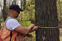 forestry management in Rhinelander, WI and Wausau, WI