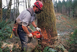 timber management and timber appraisals in Rhinelander, WI and Wausau, WI