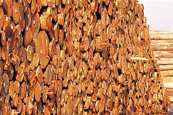 timber management and timber appraisals in Rhinelander, WI and Wausau, WI