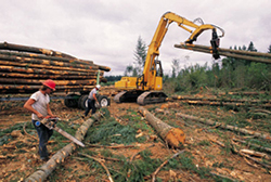 timber management and timber appraisals in Rhinelander, WI and Wausau, WI