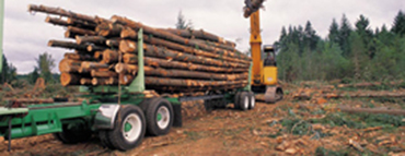 forestry management in Rhinelander, WI and Wausau, WI