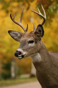 Deer accidents and The Rutting Moon