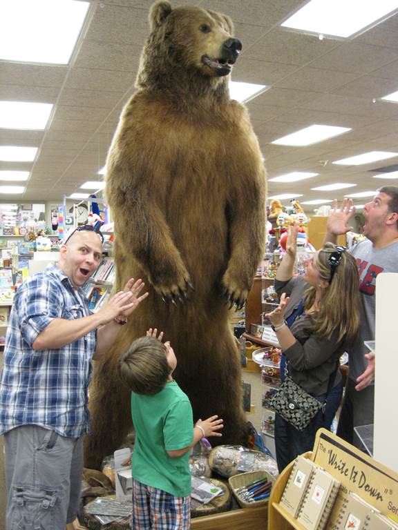 Grizzly Bear at Janke Bookstore