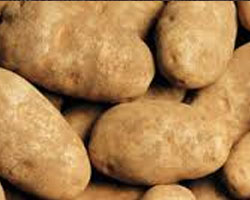 Burbank Russet Seed Potatoes in Antigo, WI