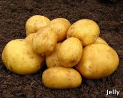 Yellow Seed Potatoes in Antigo, WI