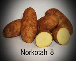 Norkotah Russet Seed Potatoes in Antigo, WI