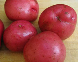 Red Seed Potatoes in Antigo, WI