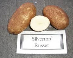 Silverton Russet Seed Potatoes in Antigo, WI