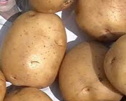 Superior White Seed Potatoes in Antigo, WI