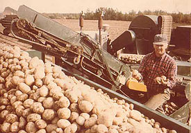 seed potatoes for sale