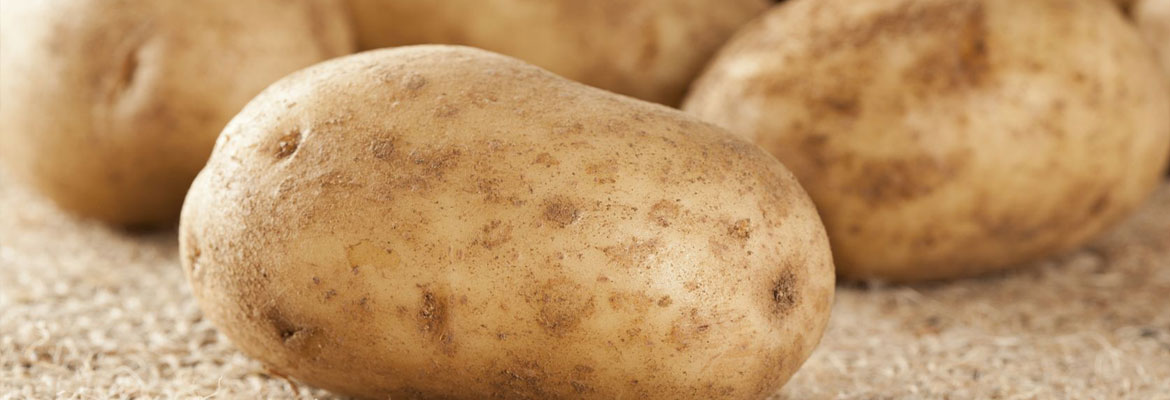 high quality seed potatoes in Antigo, WI