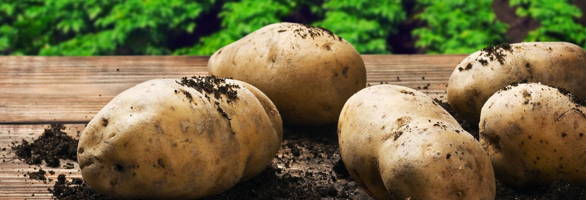 seed potatoes for sale in Antigo, WI