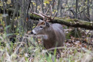 Hunting in wisconsin - Public land