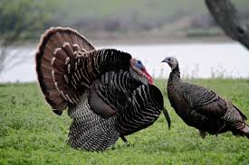 Hunting in wisconsin - Public land
