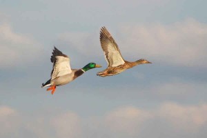 Hunting in wisconsin - Public land