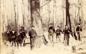 Logging crew from McMillan Camp 3 in what is now the McMillan Marsh unit of the Mead Wildlife Area.
