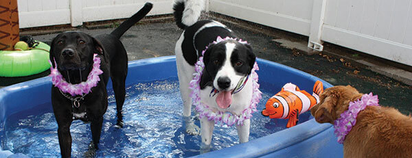 dog daycare, animal daycare, Red Woof Pet Resort LLC, Rib Mountain, WI.  Wausau, WI.