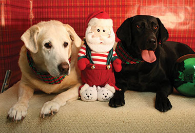 Holiday Pictures  Red Woof Pet Resort  Rib Mountain Wausau, WI.