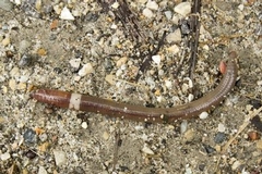 ICYMI: Slowing the spread of Jumping Worms