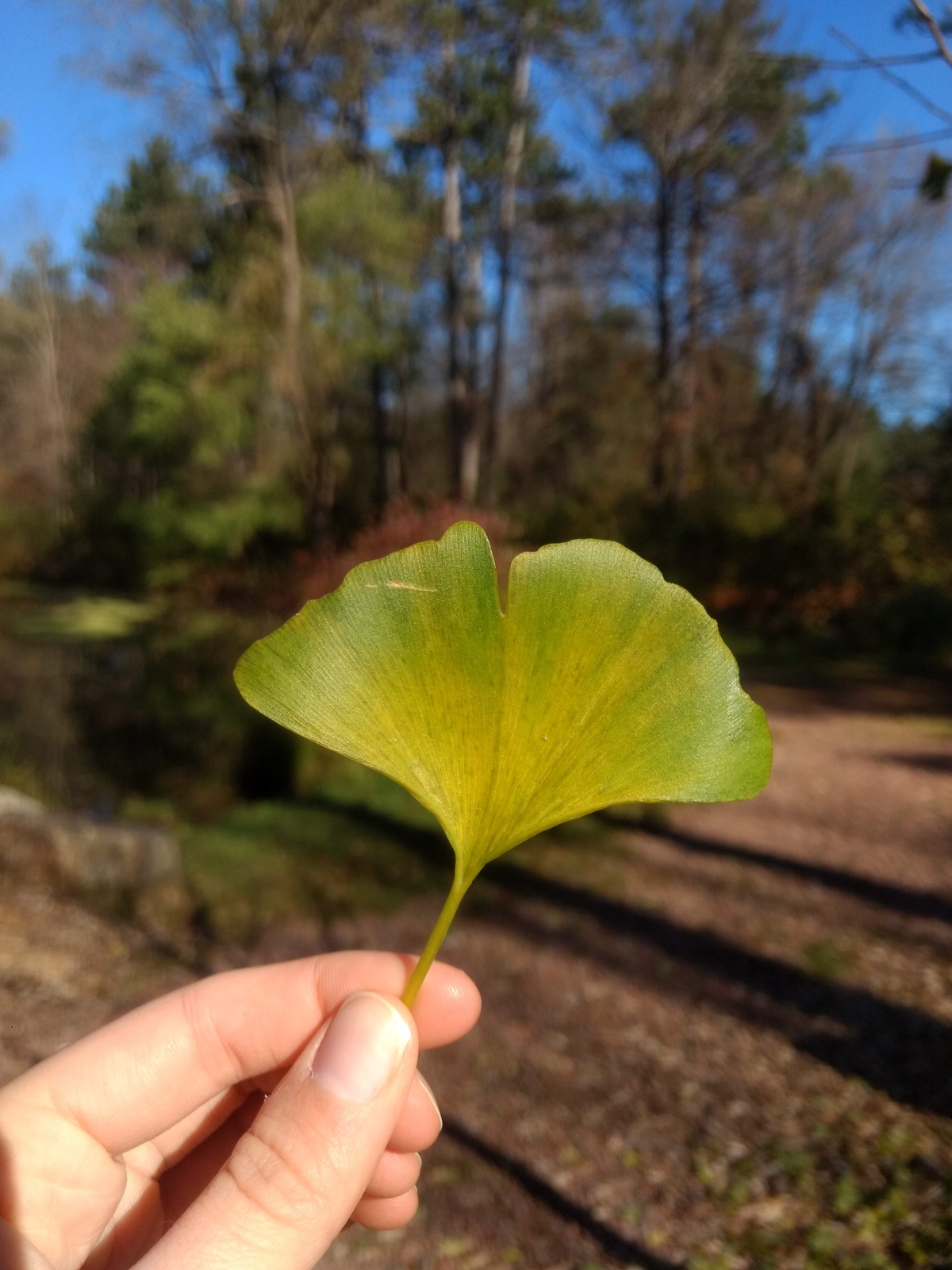Ginkgo trees are more than just Here's why.