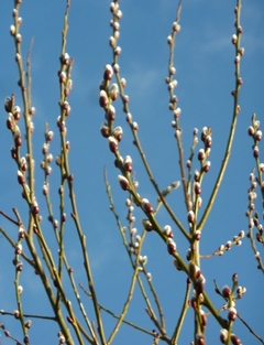 A Spring Tradition