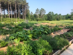 Planning your Vegetable Garden