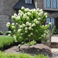 Hydrangeas-Which one shoud I plant?