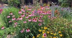 Creating a Backyard Prairie