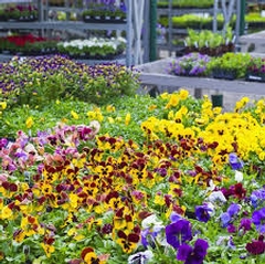 Annual Planting