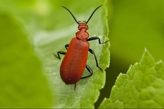 Scarlet Lily Leaf Beetle