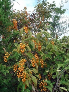 Vining Plants