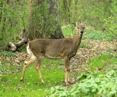 Deer Resistance in the Garden