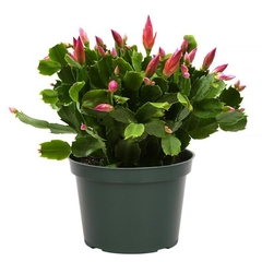 Blooms for the holidays