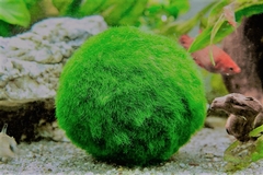 Get Those Green Thoughts Growing