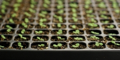 Seed Starting