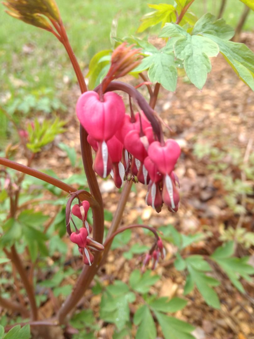 pacific current gazebo on What S Blooming May 27 2019