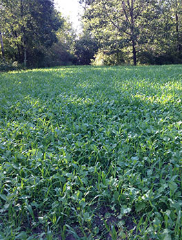 food plot installation