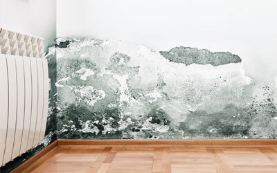 Mold Removal & Remediation