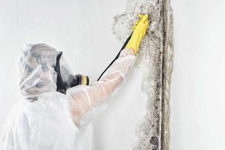 Mold Remediation Contractors