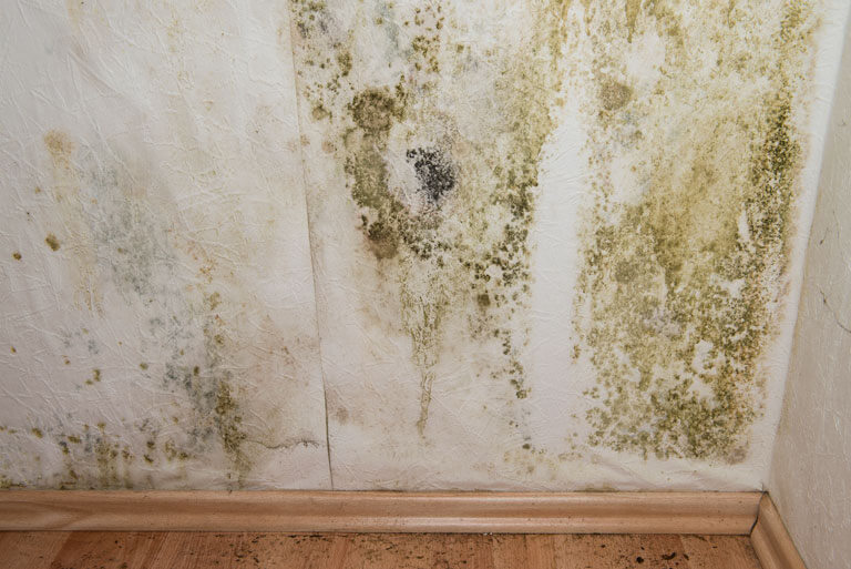 Mold Removal and Remediation Contractors